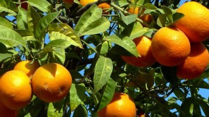 موسكو تعيد شحنة من البرتقال المصري لاحتوائها على آفات زراعية