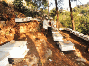 قطاع الزراعة بغريان يدعو مربي النحل للمشاركة في معرض مربي النحل بطرابلس