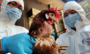 حاكم نبراسكا يعلن حالة الطواريء لمواجهة تفشي انفلونزا الطيور