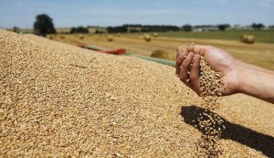 تونس تتوقع استيراد 2.3 مليون طن من الحبوب هذا الموسم
