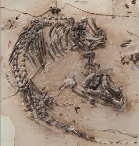 اكتشاف بقايا أحفورية لحيوان تعود إلى 127 مليون عام في إسبانيا