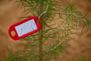 أغرسها وحط أسمك عليها  شعار لحملة غرس الأشجار في بلدية صبراتة