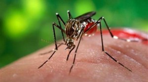 إيطاليا تسجيل 9 حالات إصابة بفيروس زيكا