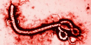 اكتشاف حالات جديدة للإيبولا في غينيا