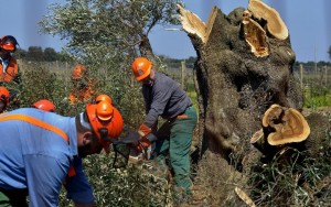 بكتيريا  كسيليلا  تهدد أشجار الزيتون في إيطاليا وتصيبها بمرض الجفاف